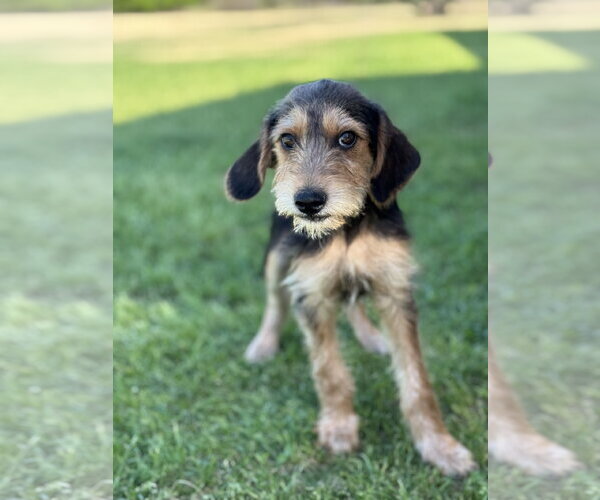 Medium Photo #13 Beagle-Unknown Mix Puppy For Sale in PIPE CREEK, TX, USA
