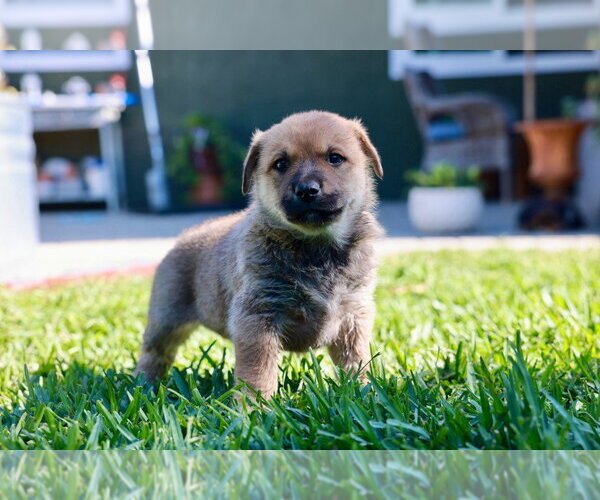Medium Photo #3 Mutt Puppy For Sale in Lake Forest, CA, USA