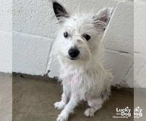 Mutt Dogs for adoption in Washington, DC, USA