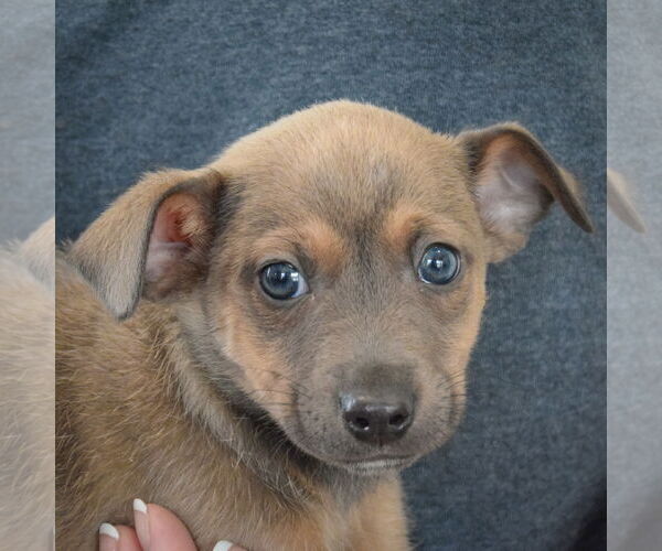 Medium Photo #6 Chipin Puppy For Sale in Huntley, IL, USA