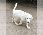 Small Great Pyrenees