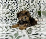Small #4 Shorkie Tzu