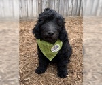 Small Photo #4 Labradoodle Puppy For Sale in SIOUX CENTER, IA, USA