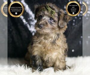 YorkiePoo Puppy for sale in WARSAW, IN, USA