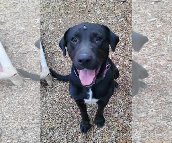 Medium Photo #3 German Shorthaired Lab Puppy For Sale in Stover, MO, USA