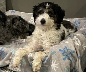 Father of the Aussiedoodle Miniature  puppies born on 02/08/2023