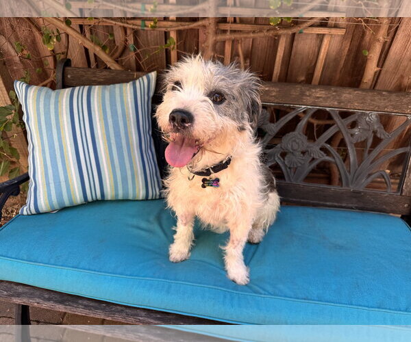 Medium Photo #4 Border Terrier-Unknown Mix Puppy For Sale in Santa Clara, CA, USA