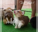 Small Photo #13 Pembroke Welsh Corgi Puppy For Sale in CRESTVIEW, FL, USA