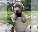 Image preview for Ad Listing. Nickname: Ready to Go