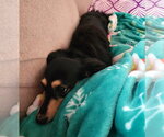 Small #5 Dachshund