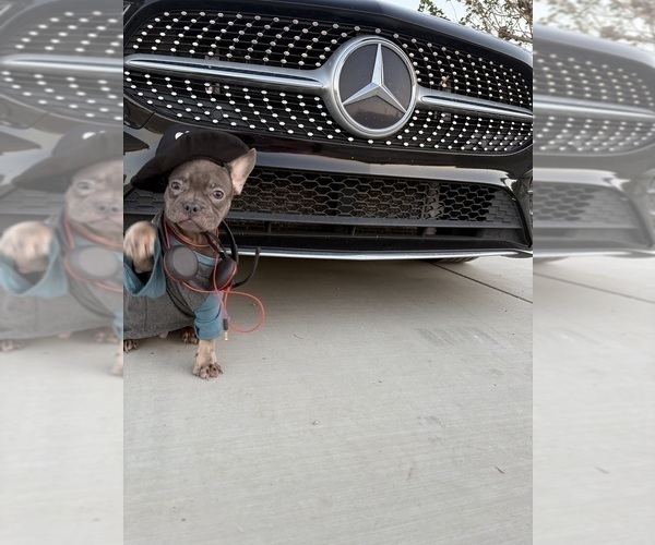 Medium Photo #5 French Bulldog Puppy For Sale in SCOTTSDALE, AZ, USA
