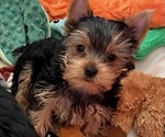 Small #2 Yorkshire Terrier