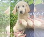 Small #2 Golden Retriever