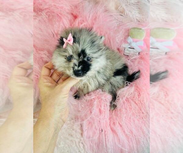 Medium Photo #17 Pomeranian Puppy For Sale in PALM BEACH, FL, USA