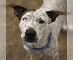 Small American Staffordshire Terrier Mix