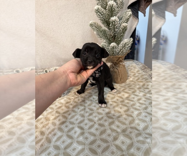 Medium Photo #5 Chihuahua Puppy For Sale in MILNER, GA, USA