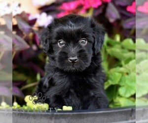 Aussiedoodle Miniature  Puppy for sale in SUNBURY, PA, USA