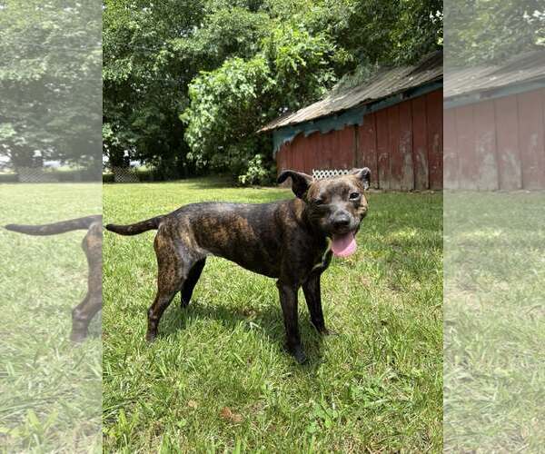 Medium Photo #3 Mutt Puppy For Sale in Greenville, SC, USA