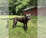 Small #2 Mutt