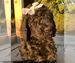 Australian Labradoodle Puppy for sale in VISALIA, CA, USA