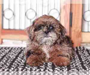 ShihPoo Puppy for sale in NAPLES, FL, USA