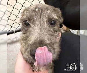 Kettle - Female Airedale Terrier-Unknown Mix Dog for Adoption - Photo #3