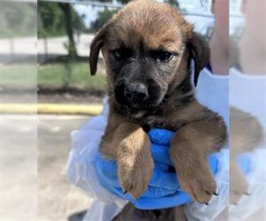 Labrador Retriever Dogs for adoption in Conroe, TX, USA