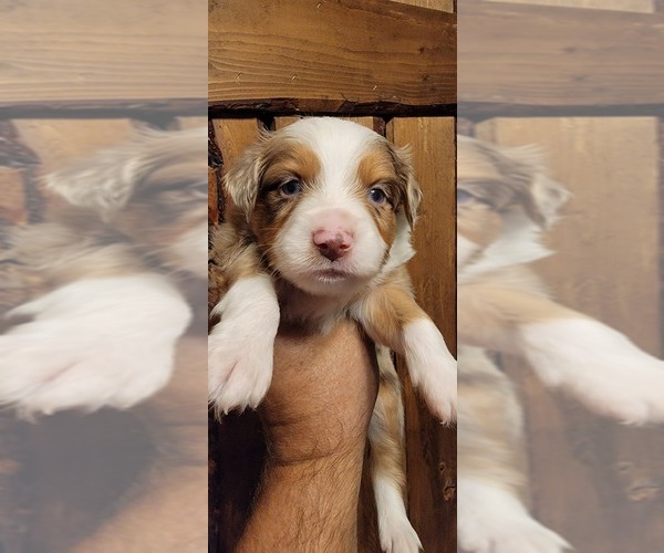 Medium Photo #1 Miniature Australian Shepherd Puppy For Sale in PITTSBURG, KS, USA