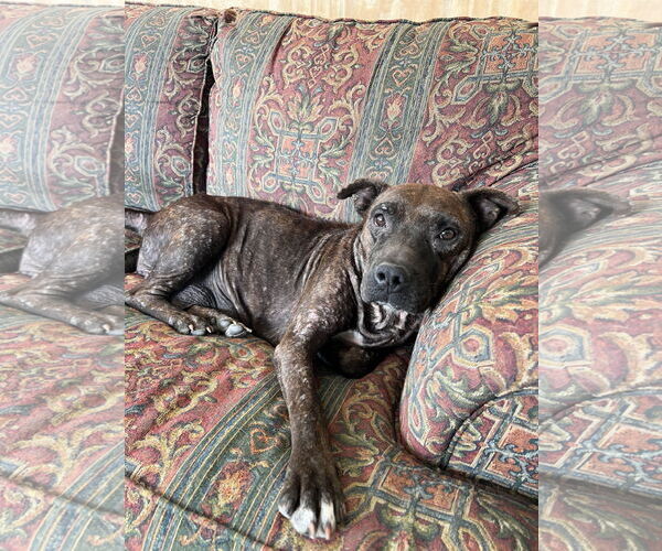 Medium Photo #1 Staffordshire Bull Terrier-Unknown Mix Puppy For Sale in Tracy City, TN, USA