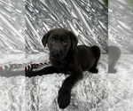 Small #3 Labrador Retriever