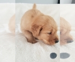 Small Photo #3 Golden Retriever Puppy For Sale in ESCONDIDO, CA, USA