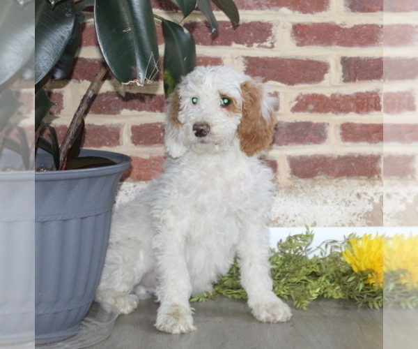 Medium Photo #2 Poodle (Standard) Puppy For Sale in NOTTINGHAM, PA, USA