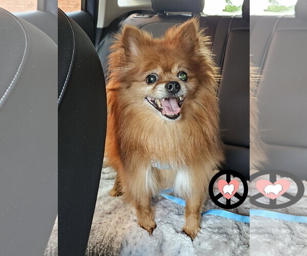 Medium Photo #3 Pomeranian Puppy For Sale in Lebanon, PA, USA