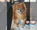 Small #2 Pomeranian