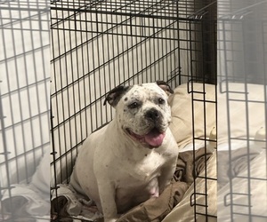 Mother of the American Bully puppies born on 08/16/2025