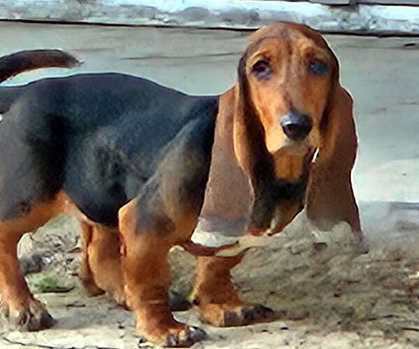 Medium Photo #2 Basset Hound Puppy For Sale in Deepwater, NJ, USA
