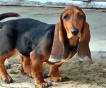Small #1 Basset Hound