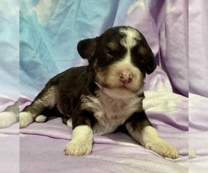 Miniature Bernedoodle Puppy for sale in LONGMONT, CO, USA