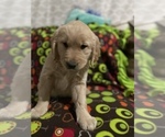 Small Photo #12 Golden Retriever Puppy For Sale in SALEM, OR, USA