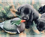 Small Photo #1 Labrador Retriever Puppy For Sale in BEAUFORT, NC, USA
