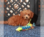 Small #1 ShihPoo
