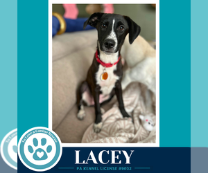 Labrador Retriever Dogs for adoption in Kimberton, PA, USA
