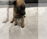 Small Photo #68 Belgian Malinois Puppy For Sale in REESEVILLE, WI, USA