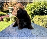 Small Photo #22 Shih Tzu Puppy For Sale in HAYWARD, CA, USA