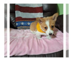 Small Photo #11 Pembroke Welsh Corgi Puppy For Sale in ARROYO GRANDE, CA, USA