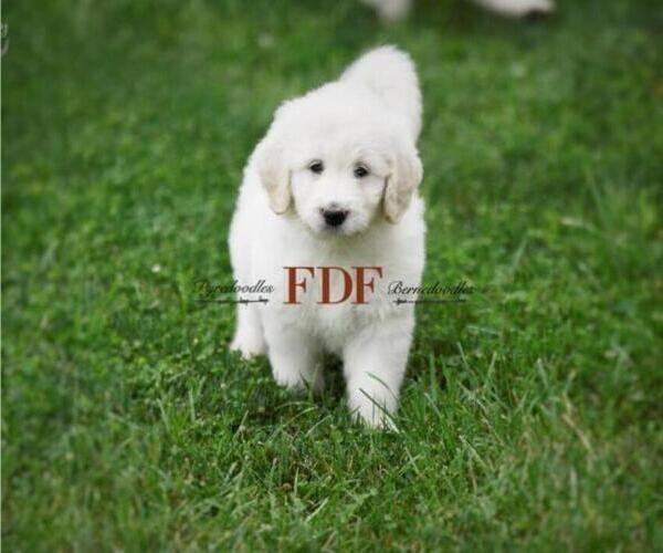 Full screen Photo #7 Pyredoodle Puppy For Sale in BOWLING GREEN, OH, USA