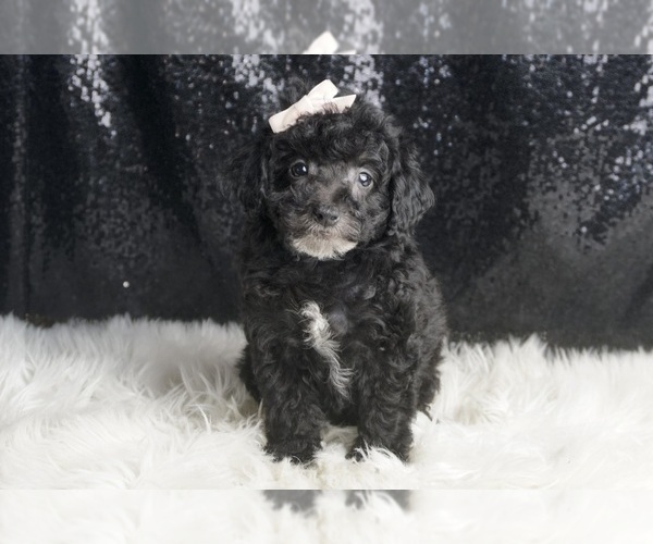 Medium Photo #6 Poodle (Toy) Puppy For Sale in WARSAW, IN, USA