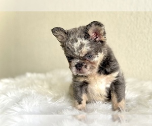 French Bulldog Puppy for sale in MERIDEN, CT, USA