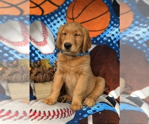 Golden Retriever Puppy for sale in QUARRYVILLE, PA, USA