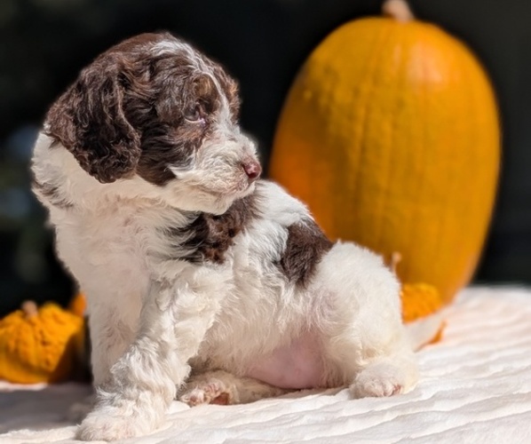 Medium Photo #21 Miniature Bernedoodle Puppy For Sale in GOSHEN, IN, USA